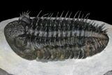 Spiny Drotops Armatus Trilobite - Excellent Preparation #181850-5